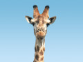 Giraffenkopf - Foto: Rob Hooft - Lizenz: GNU-FDL